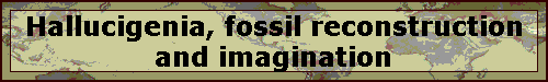 Hallucigenia, fossil reconstruction and imagination