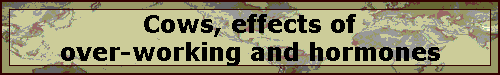 Cows, effects of over-working and hormones