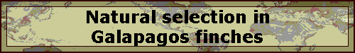 Natural selection in Galapagos finches