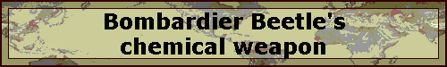 Bombardier Beetle's chemical weapon