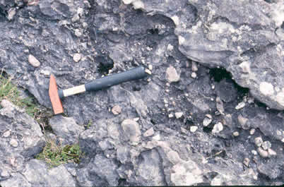 Breccia of Dalradian material in the Old Red Sandstone at Newton Point, Arran.