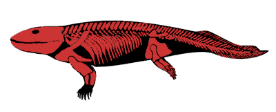 Drawing of Ichtheostega