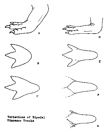 Illustrations showing how three-toed dinosaurs produced elongate tracks