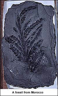 Image of tree fossil from Morocco