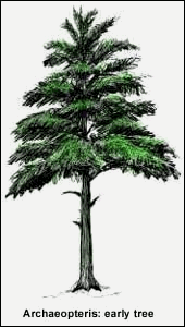 Drawing of archaeopteris tree