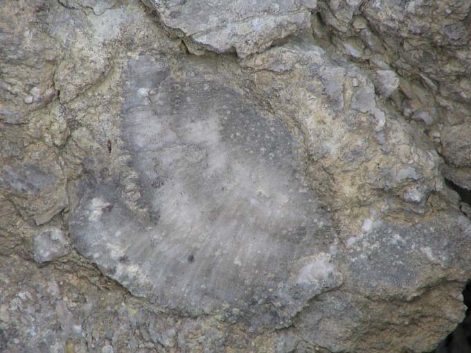 Inverted coral in the bedded Wenlock limestone