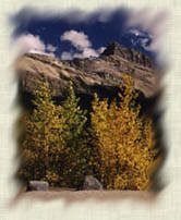 BCS Publications